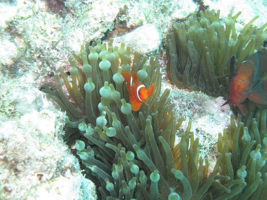 Dive Photos/2009-07 Great Barrier Reef/img_0897.jpg